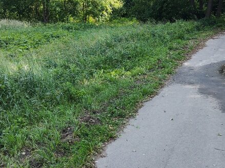 Działka z własnym lasem w cichej okolicy