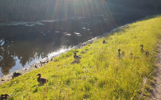 Przytulny apartament przy Parku Fort Bema