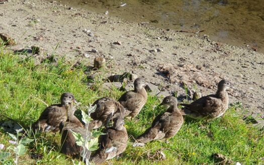 Przytulny apartament przy Parku Fort Bema