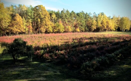 Działka Nadarzyn ul. Błońska