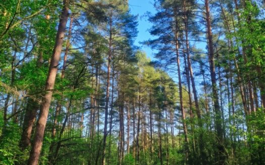 Na sprzedaż działki rekreacyjne w lesie, Wrocław