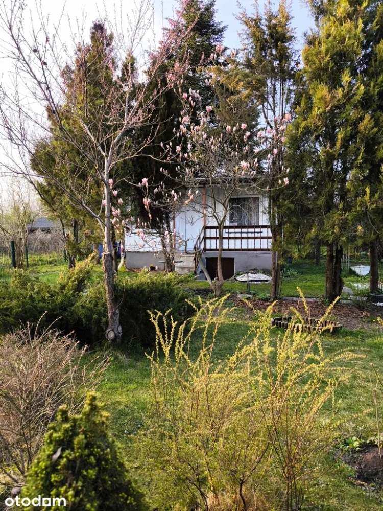 video image